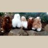 Five Alpaca Dolls in Various Colors